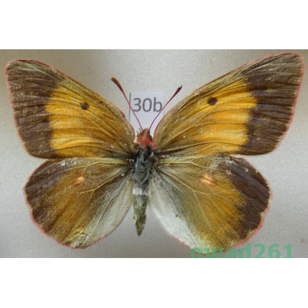 Colias viluiensis Menetries, 1859 female Russia30b